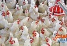 سعر الدواجن