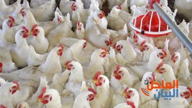 سعر الدواجن