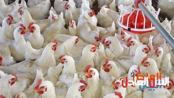 سعر الدواجن