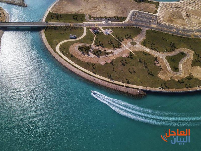 النورس..