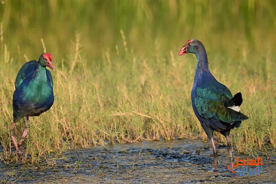 4 لبحيرة الأصفر بالأحساء