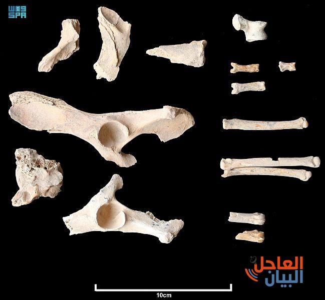 علماء الآثار