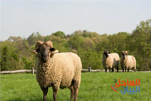 أضحية العيد