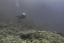 البحر الأحمر الدولية