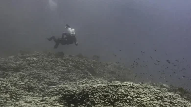 البحر الأحمر الدولية