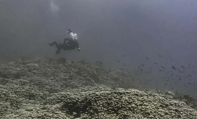 البحر الأحمر الدولية